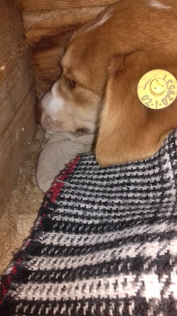 Таким он был в первые дни. Зажался в угол.