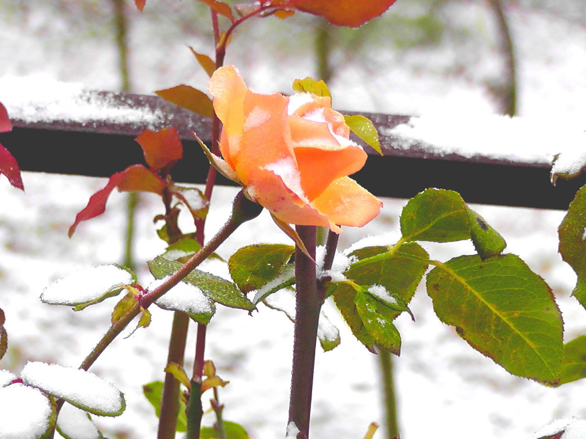 Болгария, 1 декабря. Фото автора.