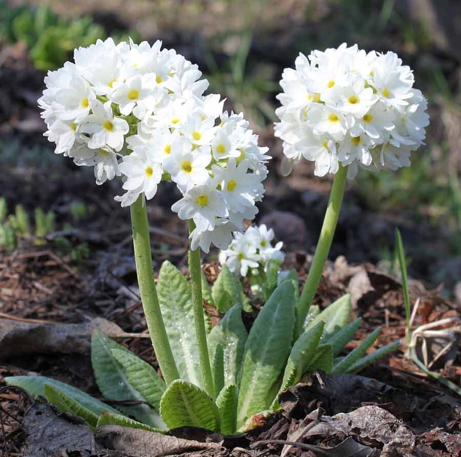 Примула Альпийская