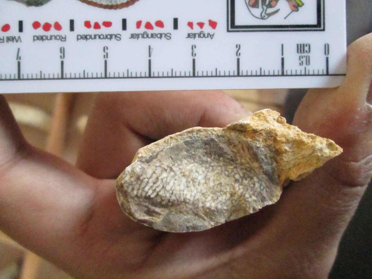 Источник: Каирский Университет 