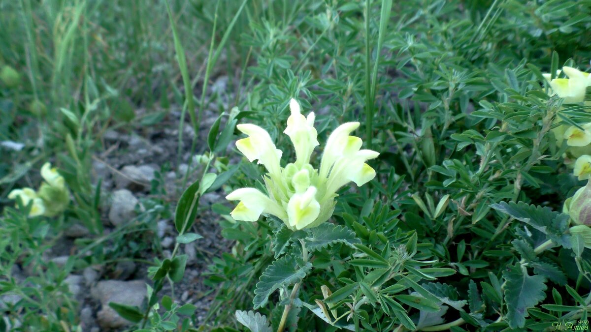 Шлемник кавказский, фото № 2