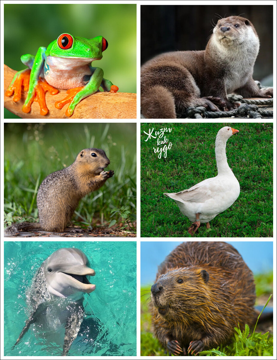 Интуитивно выберите картинку