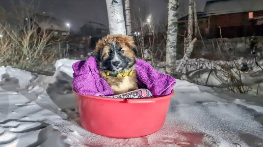 Что на спине у щенка Шок Подбросили на улицу в тазу красивого щенка с переломом позвоночника