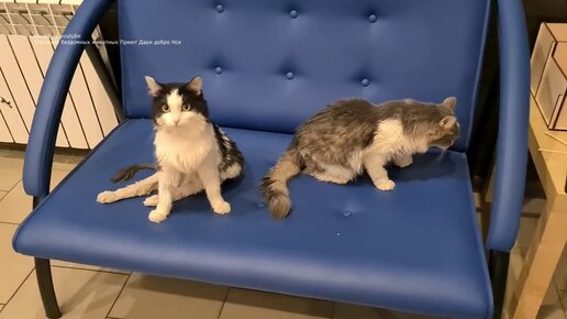 Кот Чижик инвалид у него ходят задние лапы disabled cat in animal shelter Животные инвалиды