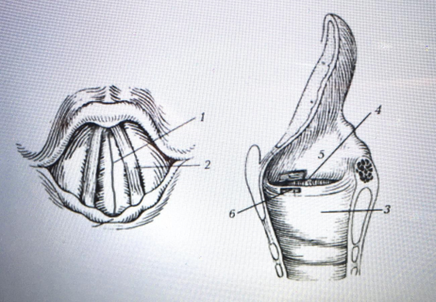 Современные методы диагностики заболеваний гортани