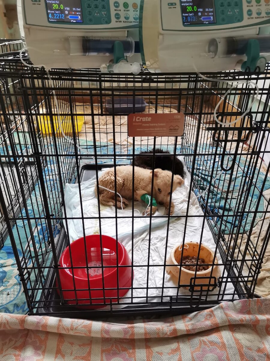 Щенки на капельницах, глистная инвазия и парвовирусный энтерит. Оба щенка погибли в течение 2 суток.