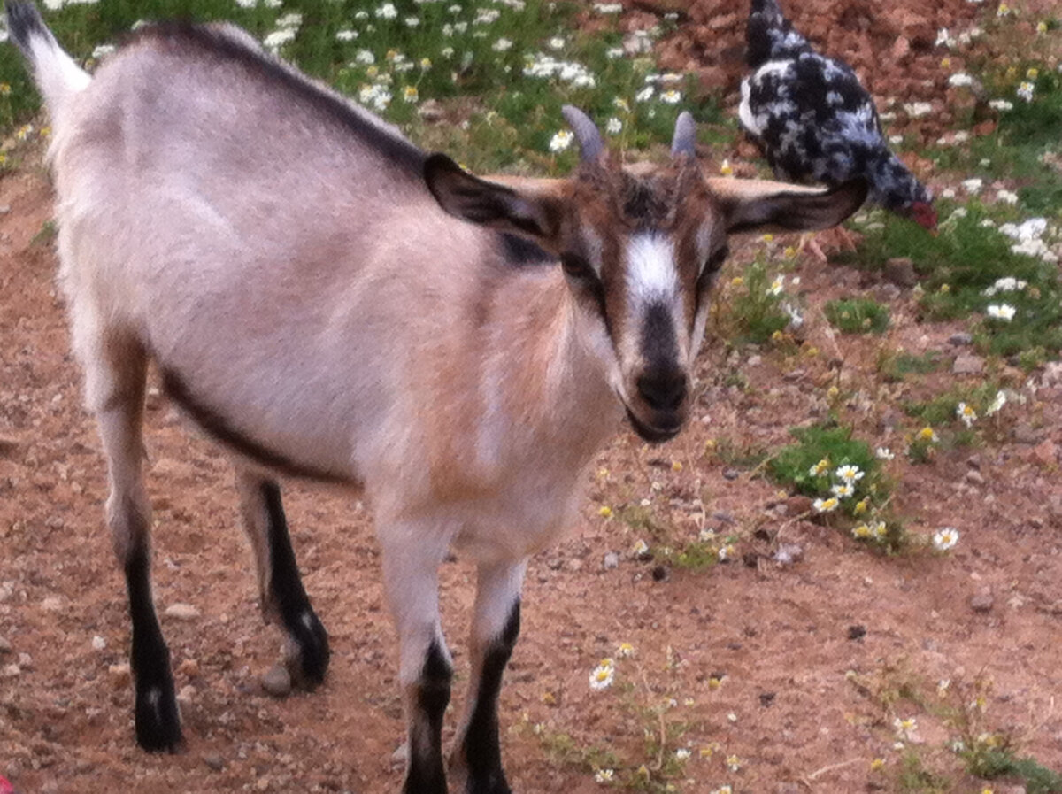 Мадам Маня - самая большая почитательница изюма
