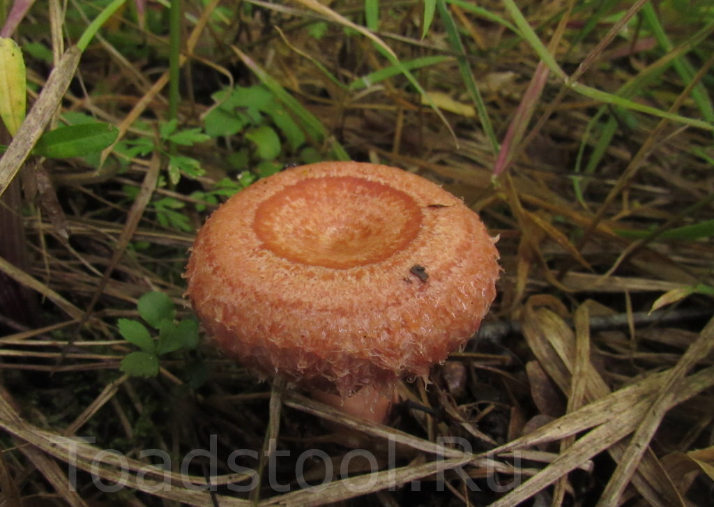 Волнушка розовая. Тоже страшный яд! (фото И.Лебединского)