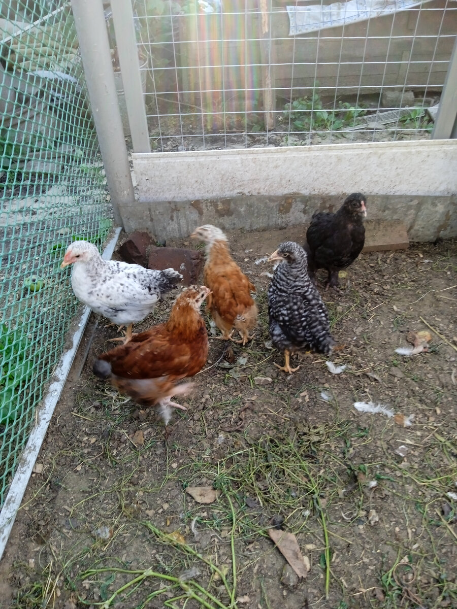 Черные почти все с лохматыми ногами.