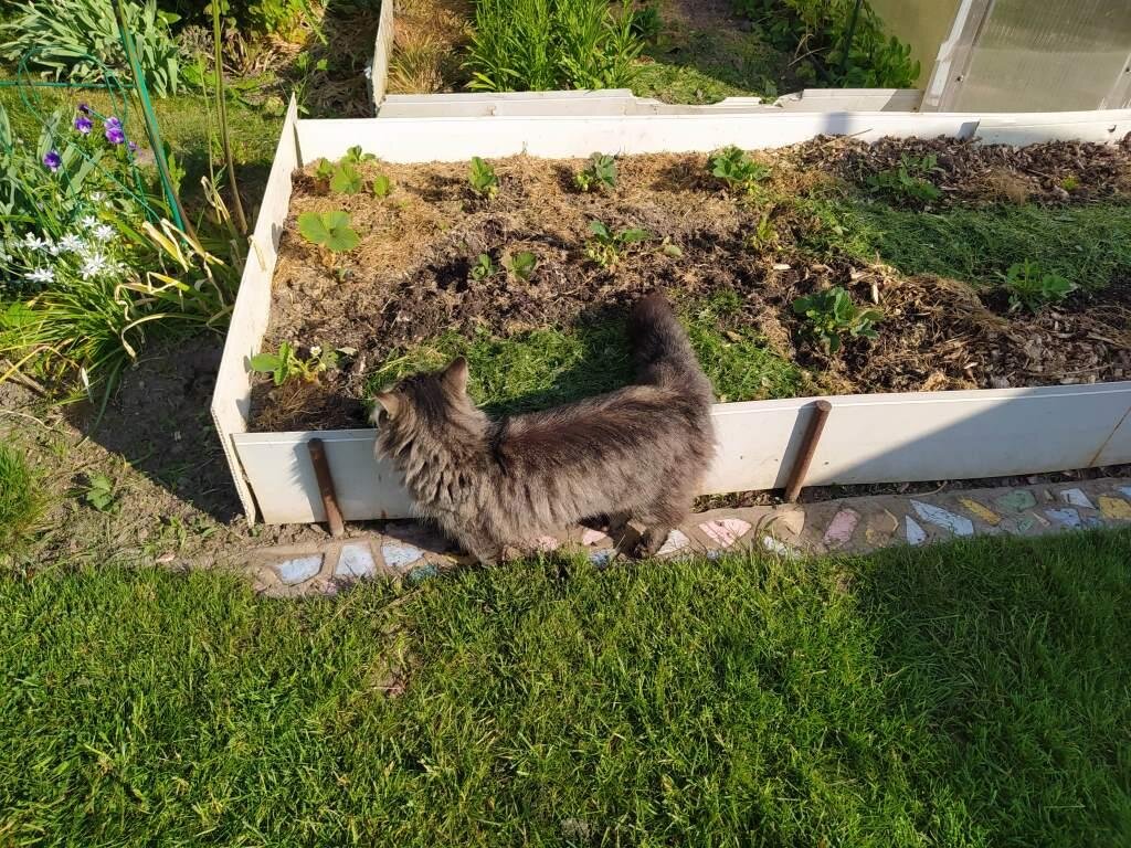 Пришел кот на огород или это вы пришли к коту со своим огородом? | Цветок  под солнцем🌷 | Дзен