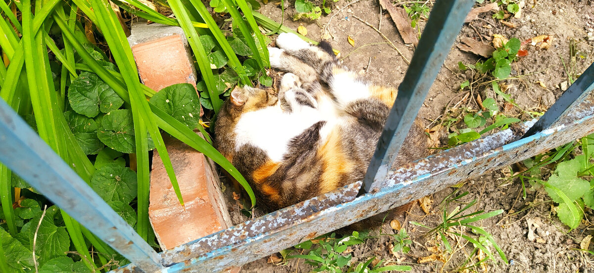 Хоть и сплю на клумбе!