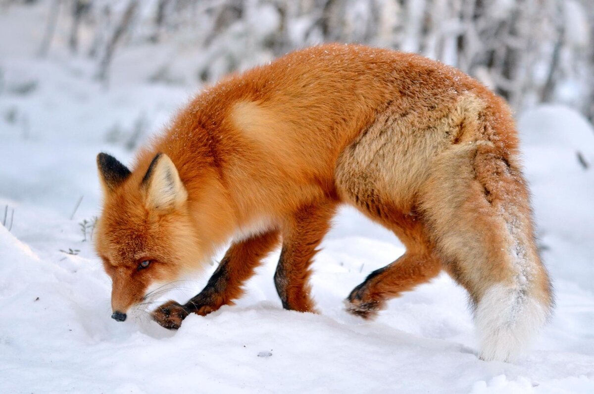 Обнюхивает место, там масса следов птиц и грызунов