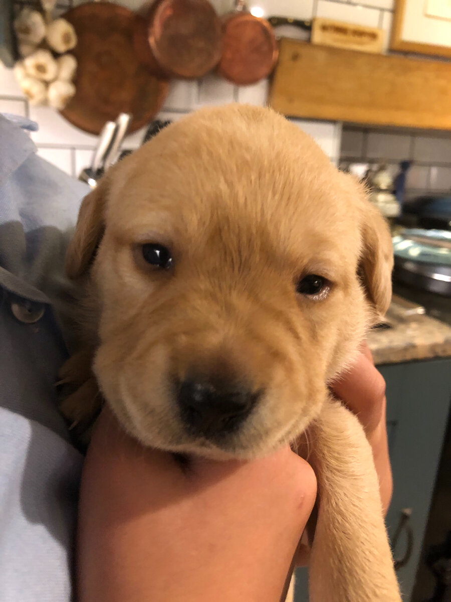 Куки - 3 недели. Он всё ещё живёт с мамой. Фотография из личного архива. 