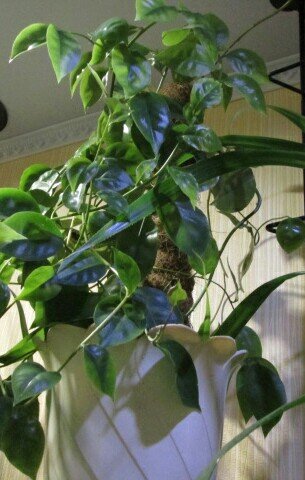 Переския  шиповитая из моего " сада"