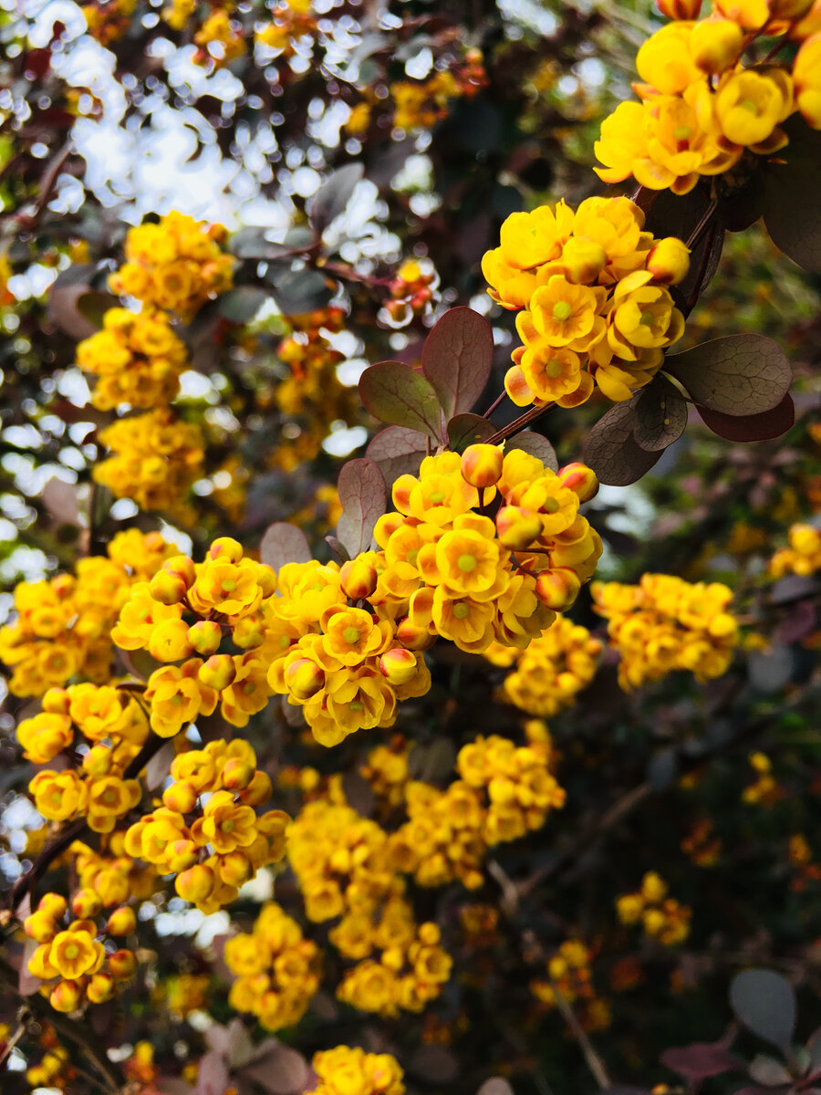 Цветы барбариса привлекают много пчел.