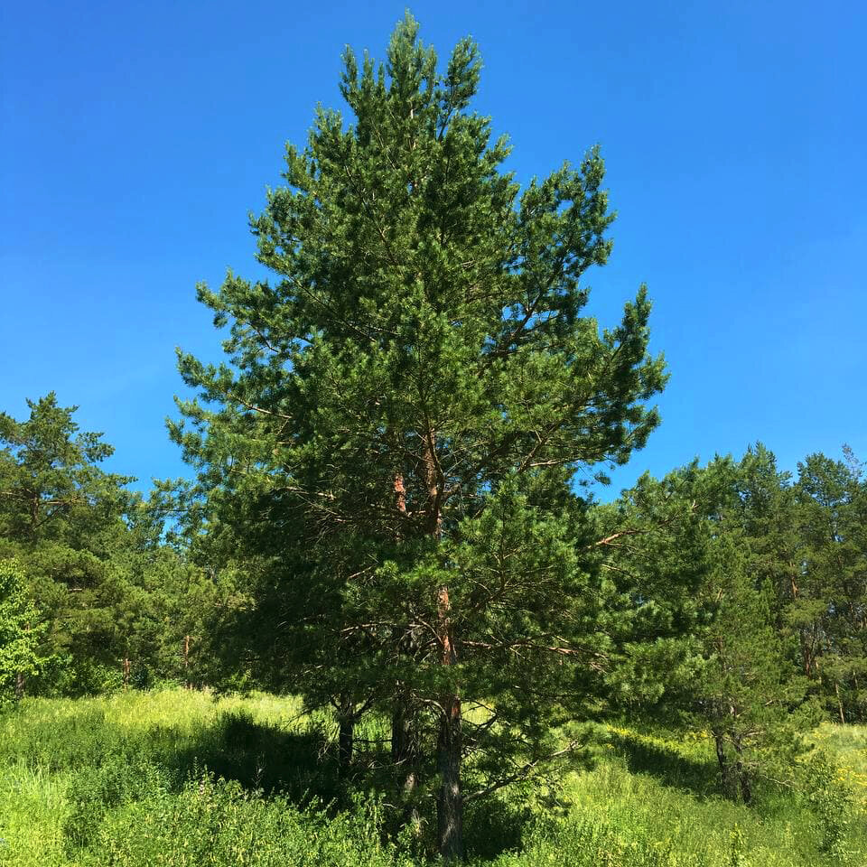 Героиня статьи - сосна