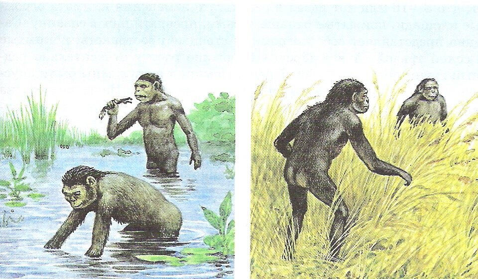 Возникновение прямохождения. Акватическая теория происхождения человека. Гипотеза водной обезьяны. Эволюционная теория появления человека. Гипотеза околоводного происхождения предков человека.
