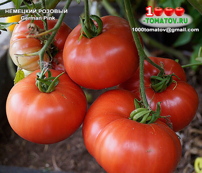Томат Немецкий розовый  German Pink  фото 2