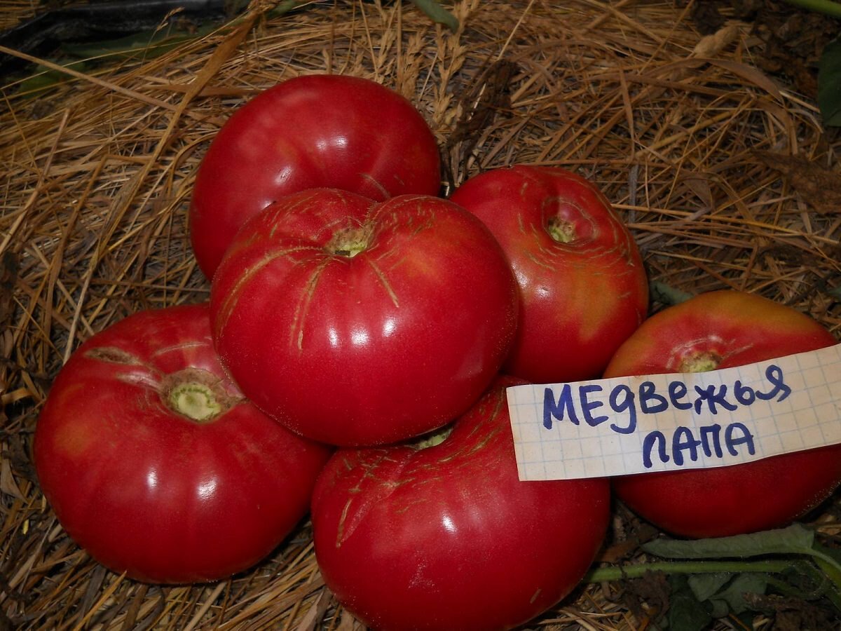 Томаты медвежья лапа описание сорта фото отзывы