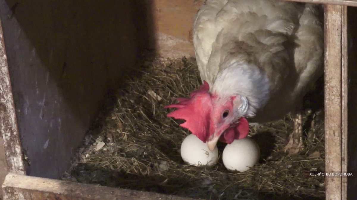 Курица в гнезде