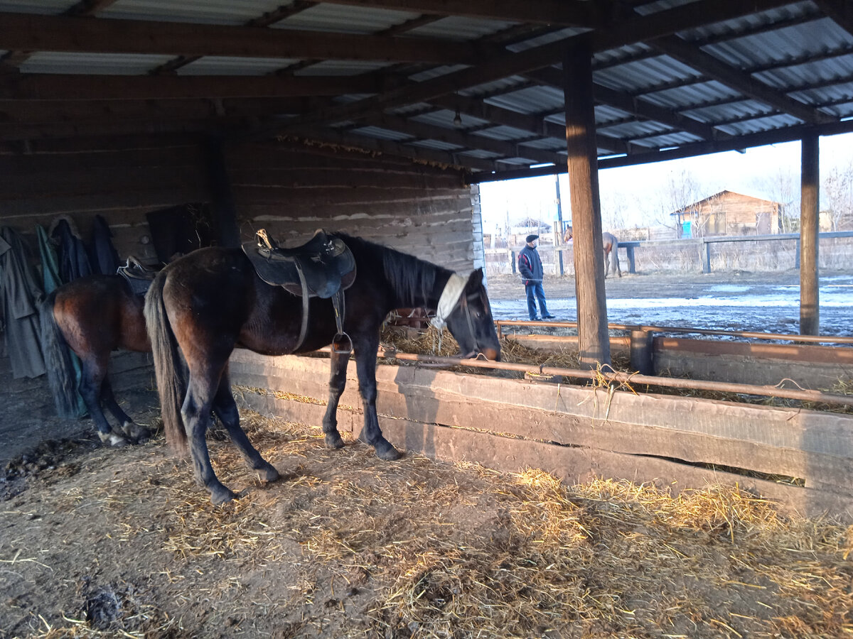 На этом красавце, мне и предстоит отправиться в часовую прогулку. Фото автора.