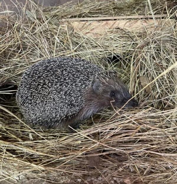 Источник фото: Ростовский зоопарк