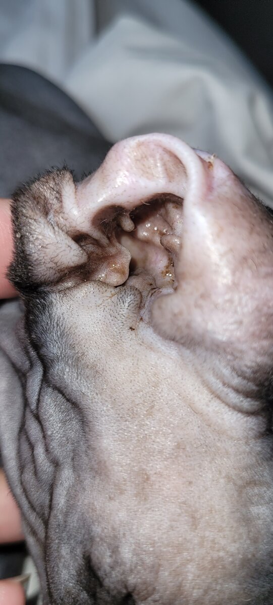 Чистка ушей у сфинкса до и после.