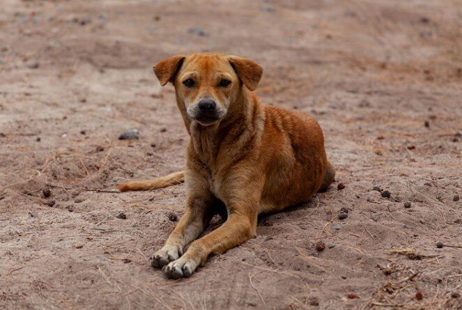 Фото: pixabay.com 