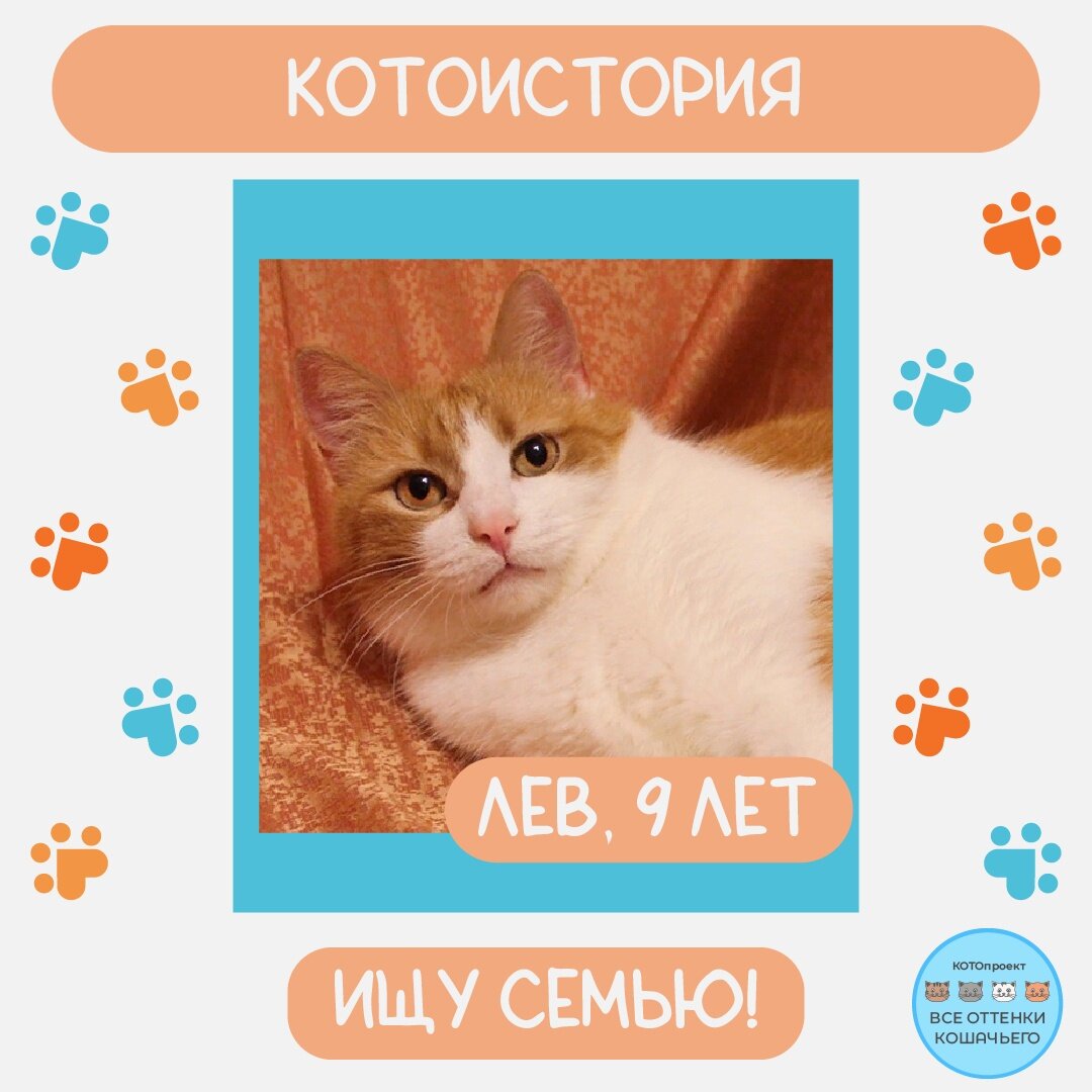 © ВСЕ ОТТЕНКИ КОШАЧЬЕГО. Котоистория Льва 🐱🐾