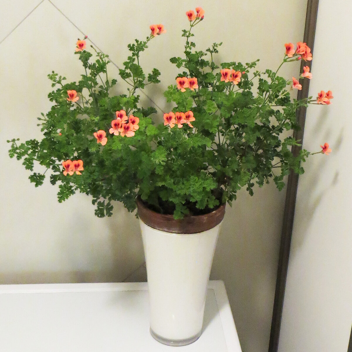 Маточник Pelargonium PAC Angeleyes Orange на фитильном поливе в глиняном горшке 17см диаметром 1000руб. без вазы, 2000руб. с вазой, верхушечные неукоренённые черенки по 150руб.