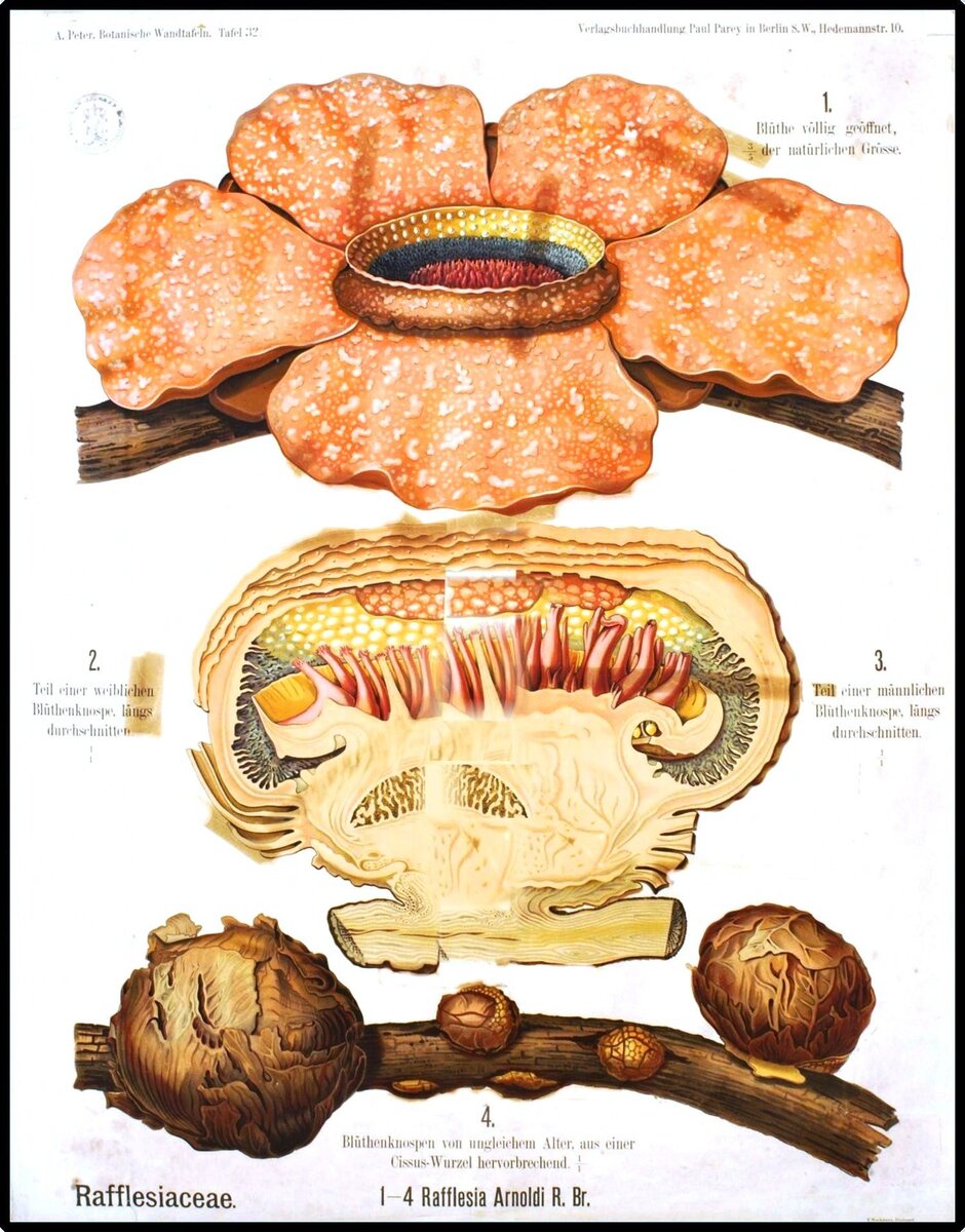         (Rafflesia)    (Rafflesiaceae)     (Malpighiales).-4