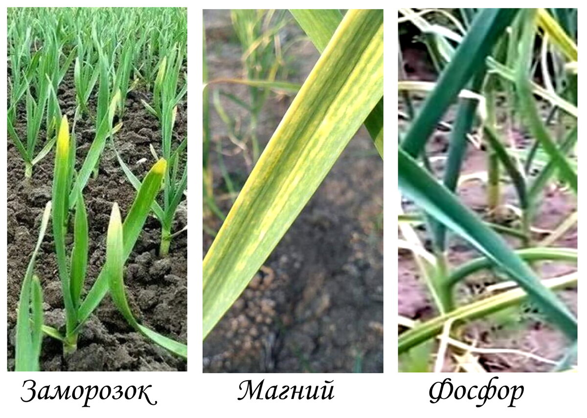 Чем подкормить чеснок чтобы не желтели листья. Чем подкормить чеснок по листу. Листья чеснока белые пятна весной что это.
