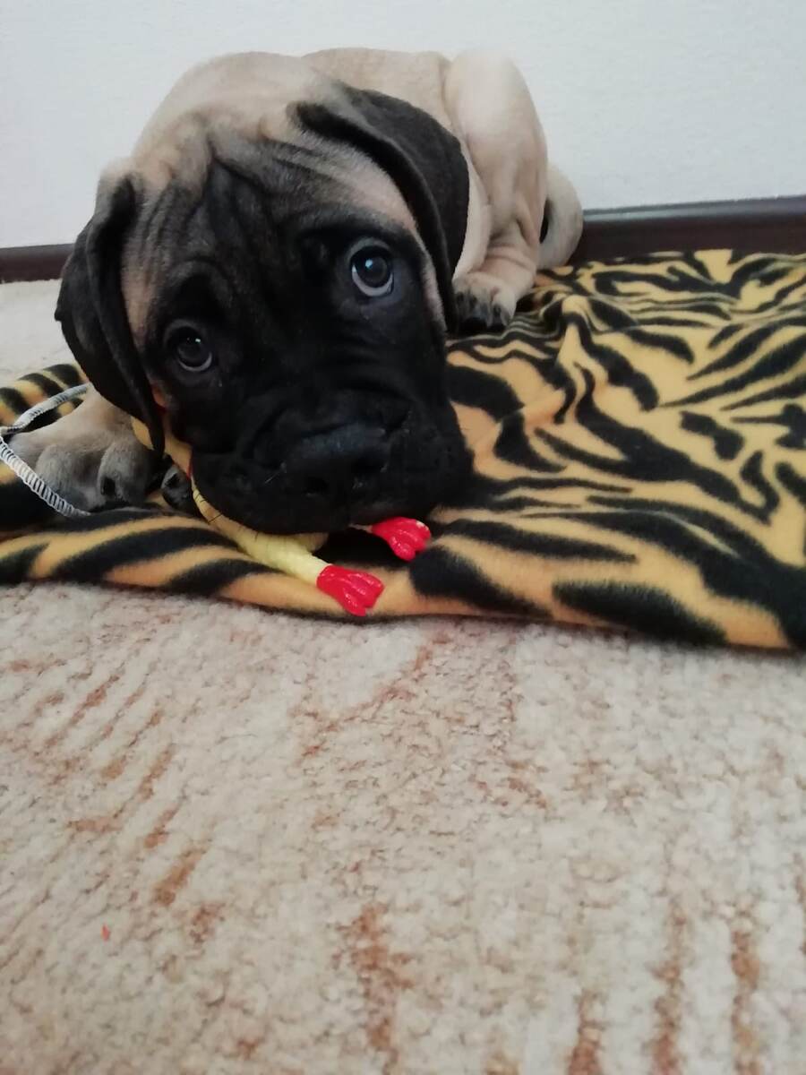 Булка первый день дома))