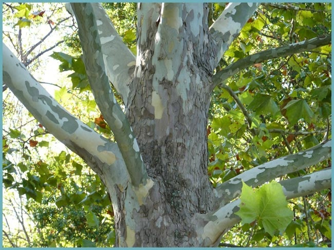 Ствол и кору платана ни с чем не спутаешь