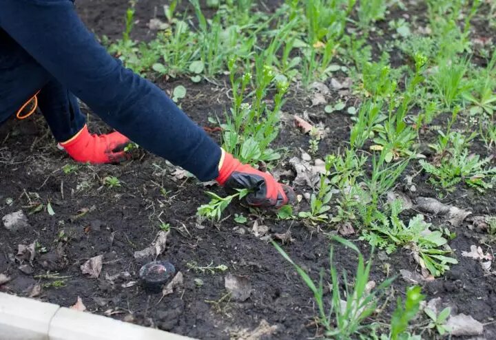 Фото ru.depositphotos: борьба с сорняками в осенний период.