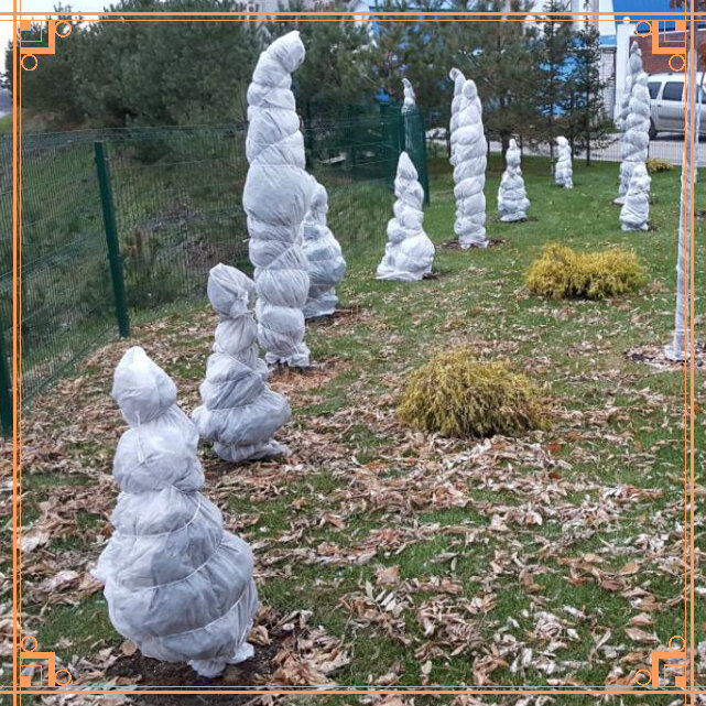 Зачем и как укутывать молодые плодовые деревья на зиму | Энциклопедия ...