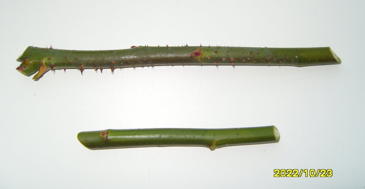 Два черенка из стебля розы