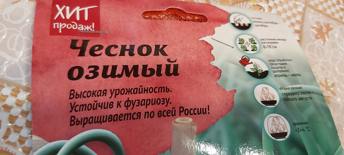 Сорт озимого чеснока «Добрыня»