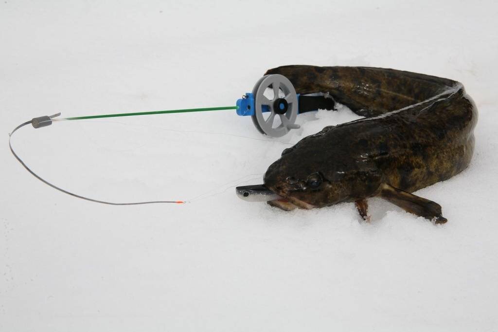 Фото с сайта: https://klev