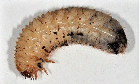Отличия между личинками майского жука и медведки: 22 фото, питание и обитание
