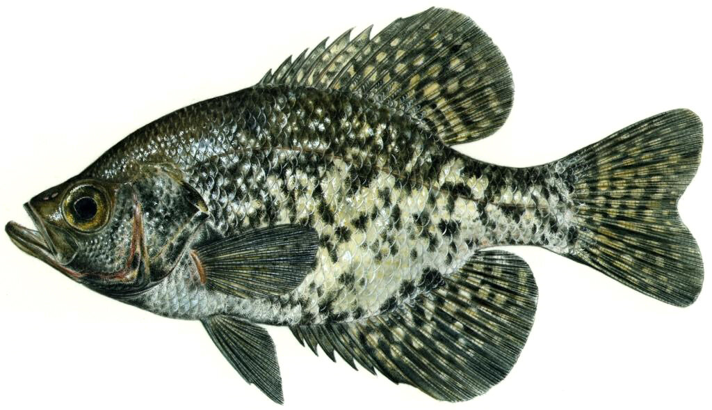 Pomoxis nigromaculatus
