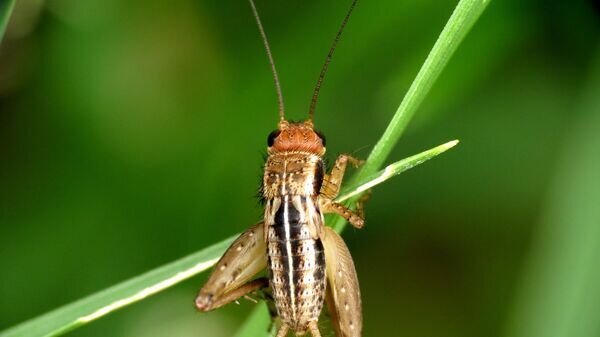   CC BY 2.0 / BrunoSchalch / cricket