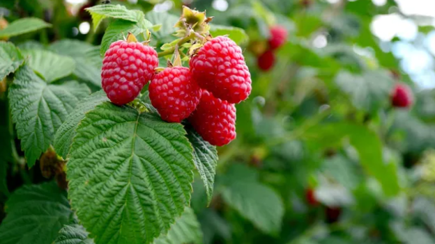 оберзка малины: когда и зачем