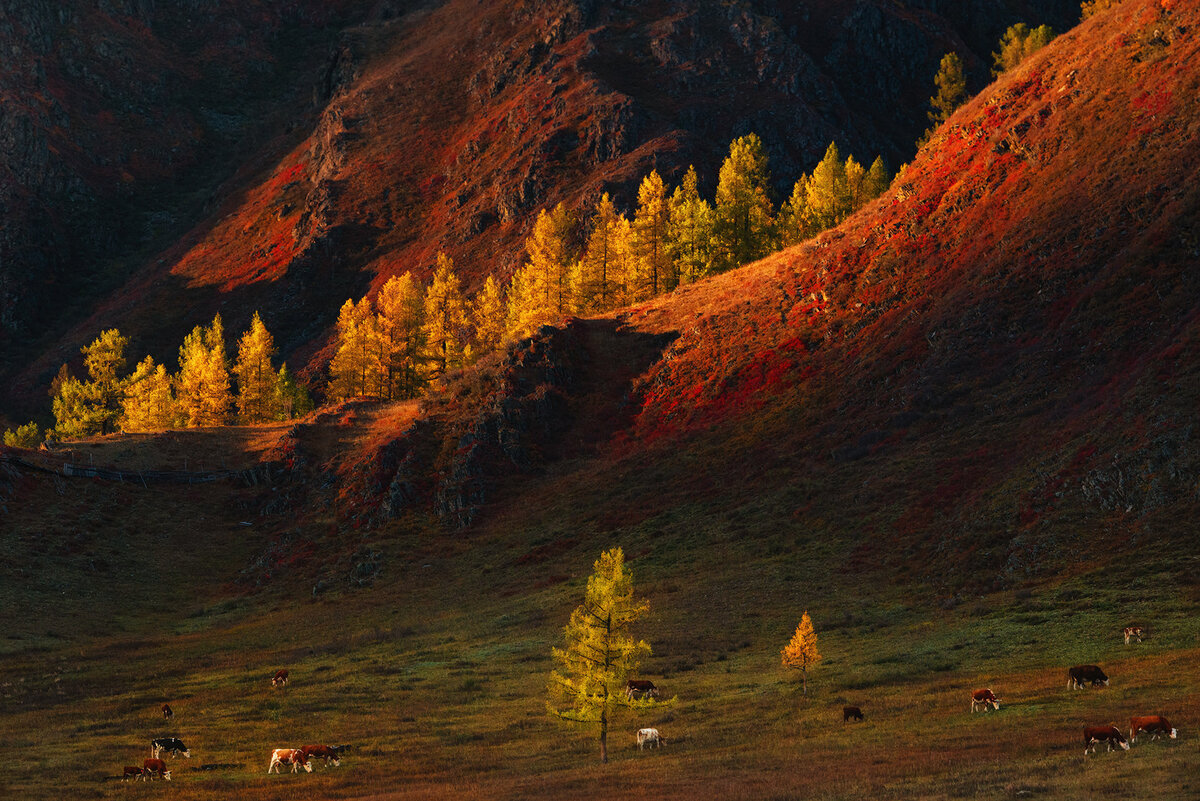 Осенний лес Алтая