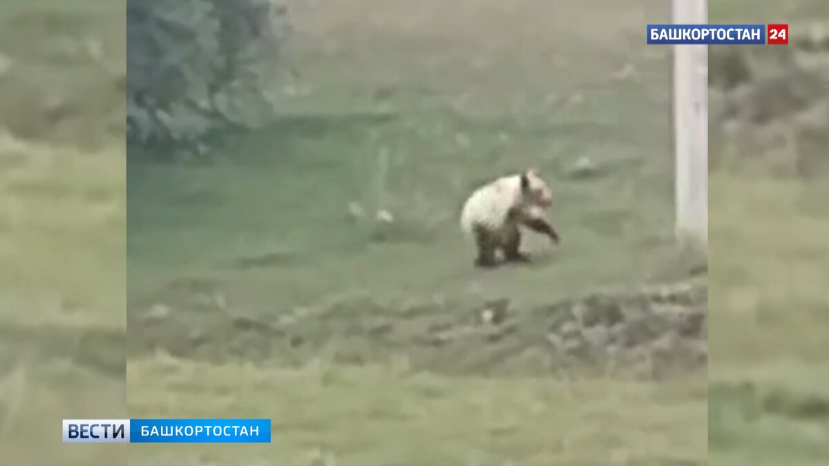    Очередную встречу с медведем сняли на видео жители Башкирии