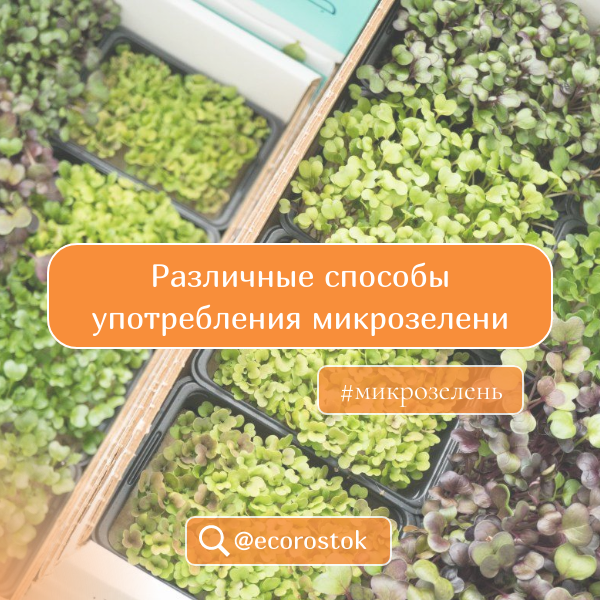 Различные способы употребления микрозелени. Идеи и рецепты для использования микрозелени в различных блюдах. 🥗