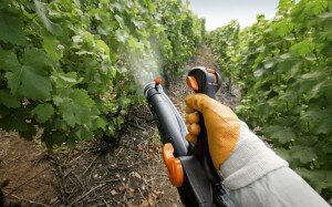 Для предупреждения болезней ранней весной производится опрыскивание винограда 3%-ным раствором медного купороса. Есть и препараты для профилактики и лечения болезней винограда. Например, Квадрис поможет справиться от нескольких видов болезней сразу.