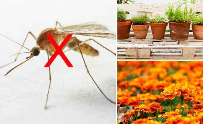 Растения, огород, дача, советы по дому