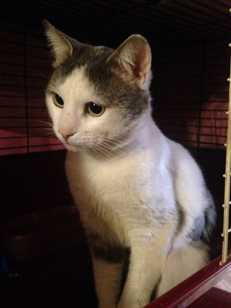 Фото с petpop.cc.