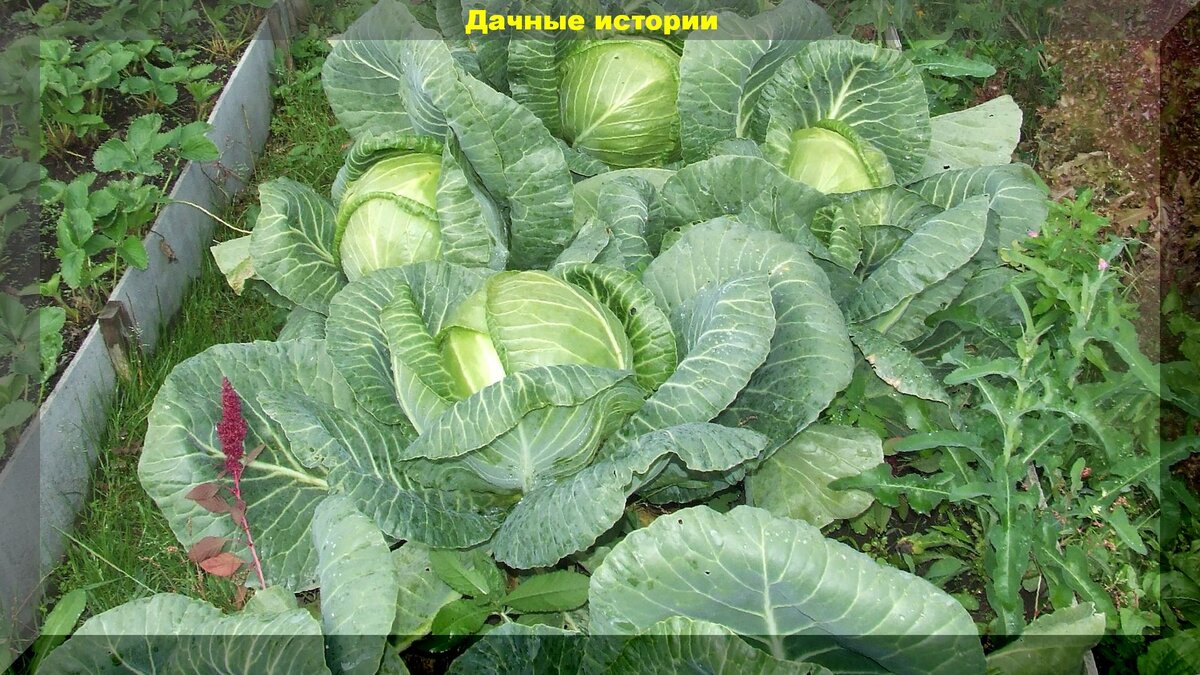 https://vk.com/photo-159774511_456241820